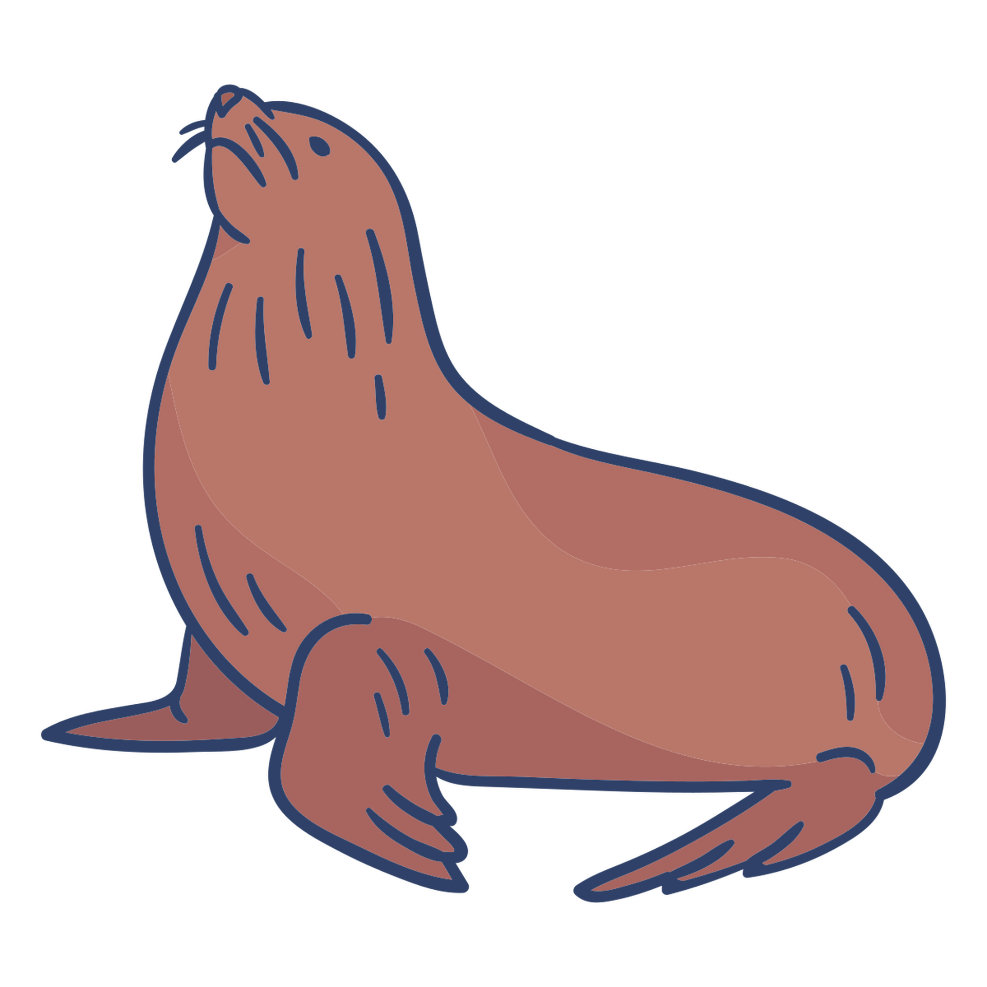 Foca Mágica